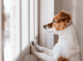 chien à la fenêtre